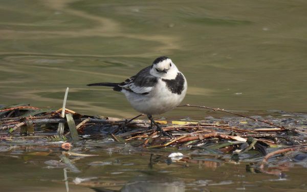 白鹡鸰.jpg 白鹡鸰.jpg