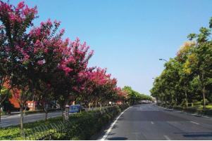 （图 9）杭州道路中央隔离带的紫薇.jpg