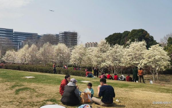 申城玉兰进入盛花期 美出天际