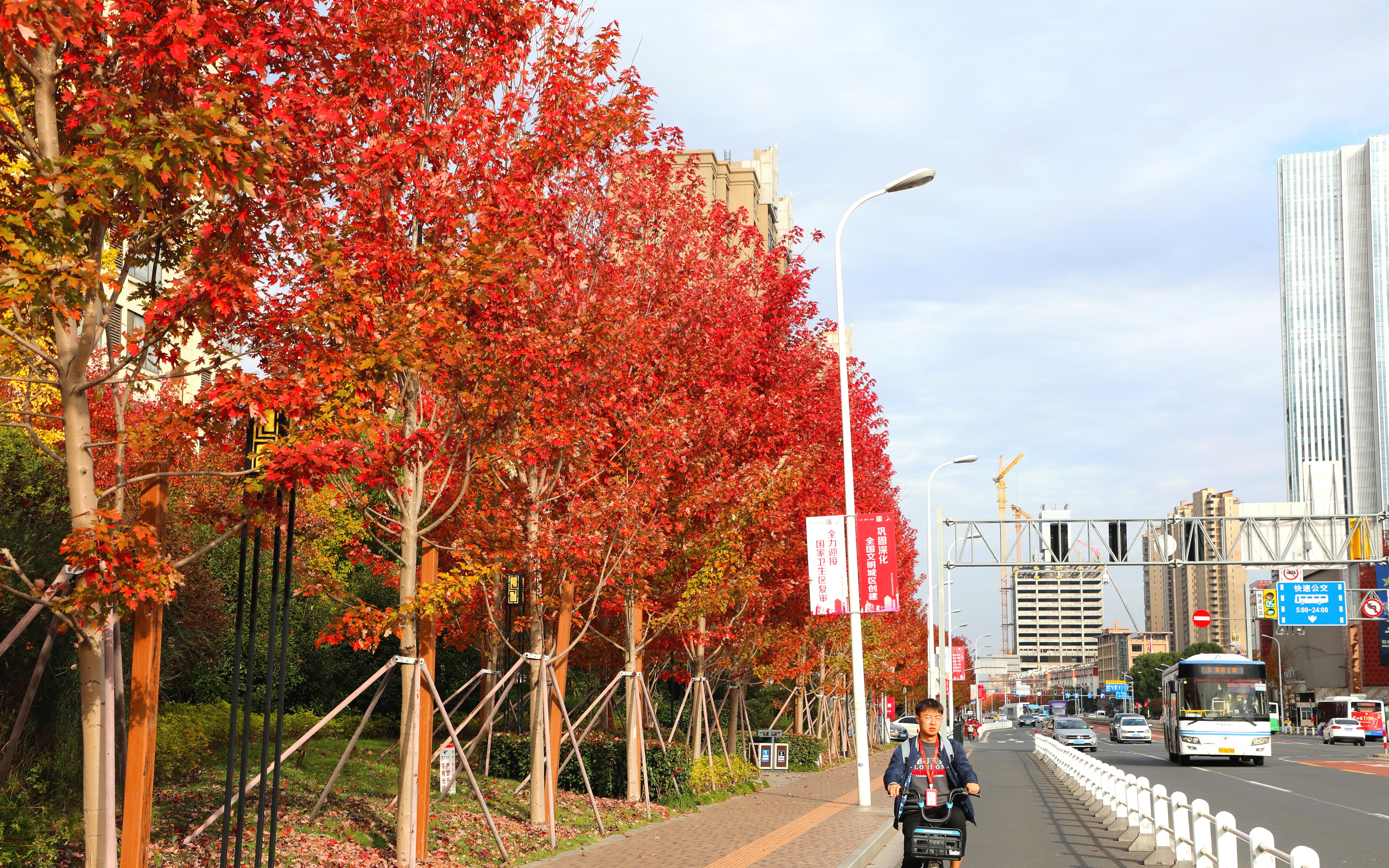 南奉公路-美国红枫.jpg 南奉公路-美国红枫.jpg