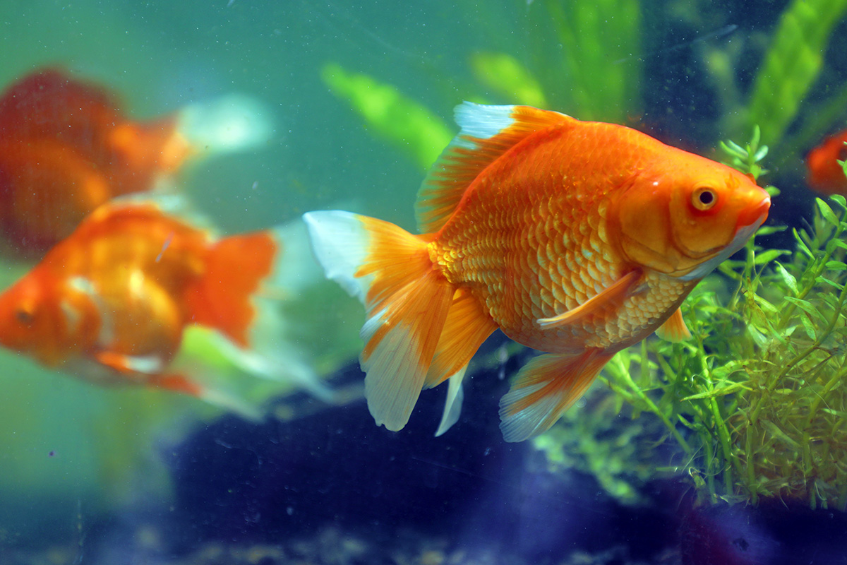 4、红琉金鱼.jpg 4、红琉金鱼.jpg