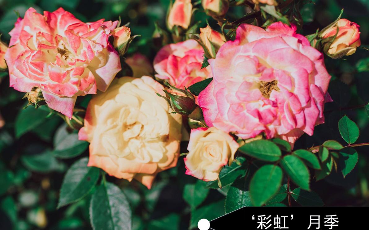 彩虹1.jpg 彩虹1.jpg