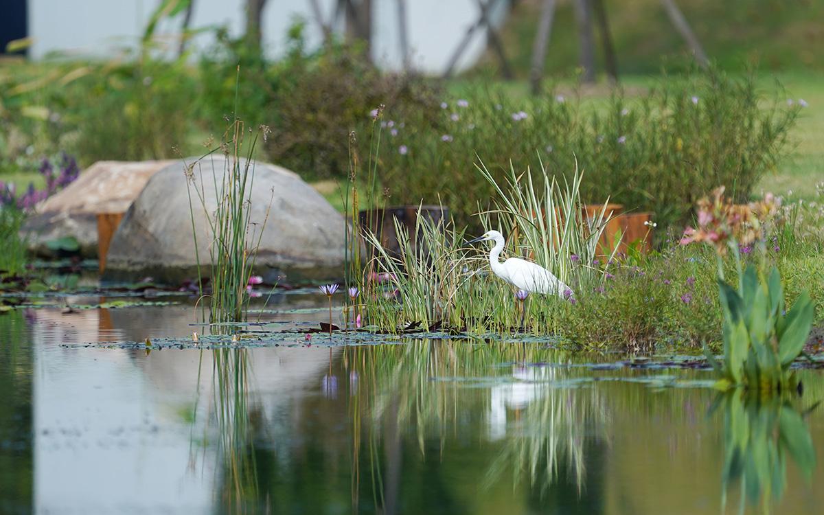 小白鹭 睡莲 小溪.jpg 小白鹭 睡莲 小溪.jpg