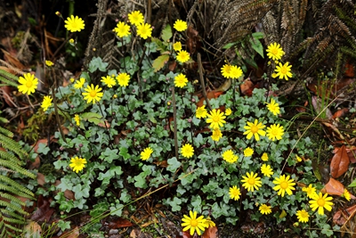 湖南省森林植物园岩生蒲儿根.jpg 湖南省森林植物园岩生蒲儿根.jpg
