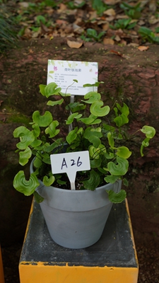 荷叶铁线蕨1.jpg 荷叶铁线蕨1.jpg