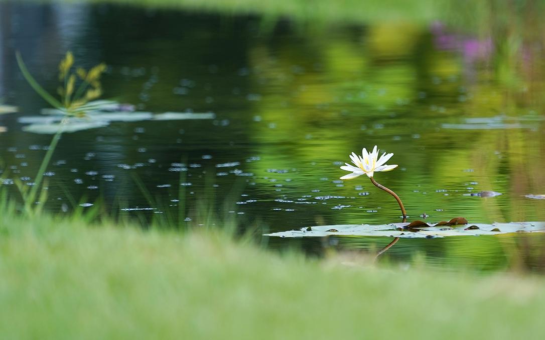 睡莲 4.jpg 睡莲 4.jpg