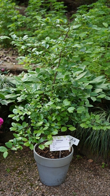 宁波植物园狭果秤锤树1.jpg 宁波植物园狭果秤锤树1.jpg