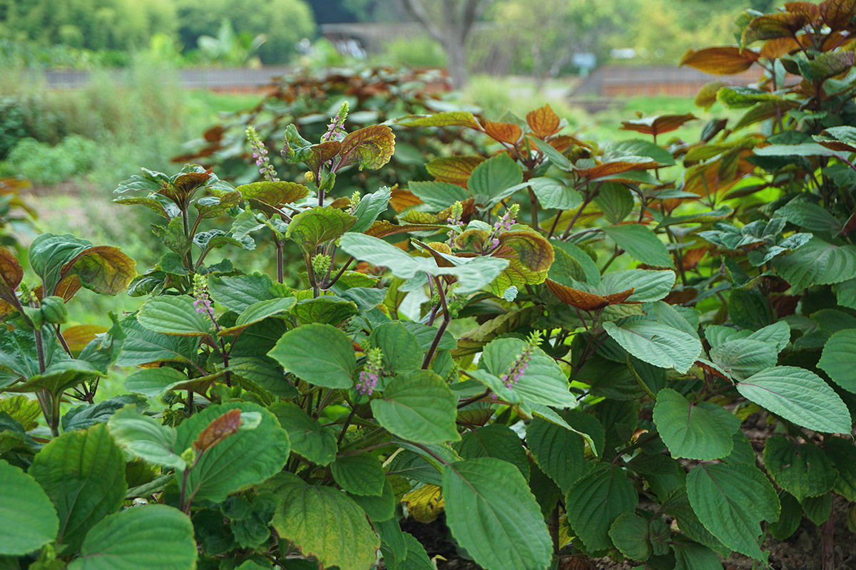 2、紫苏.jpg 2、紫苏.jpg