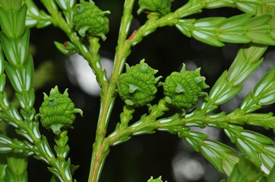 上海辰山植物园福建柏1.jpg 上海辰山植物园福建柏1.jpg