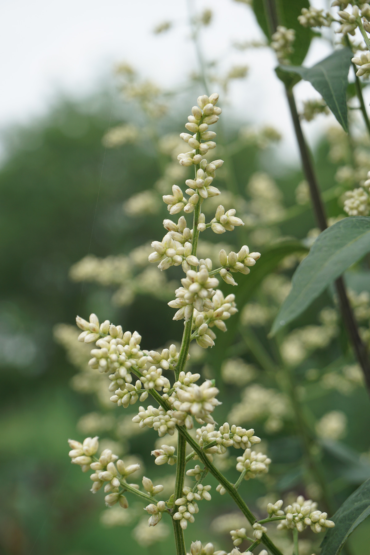 4、奇蒿.jpg 4、奇蒿.jpg