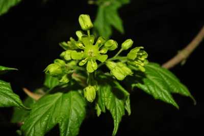 上海辰山植物园羊角槭7.jpg 上海辰山植物园羊角槭7.jpg