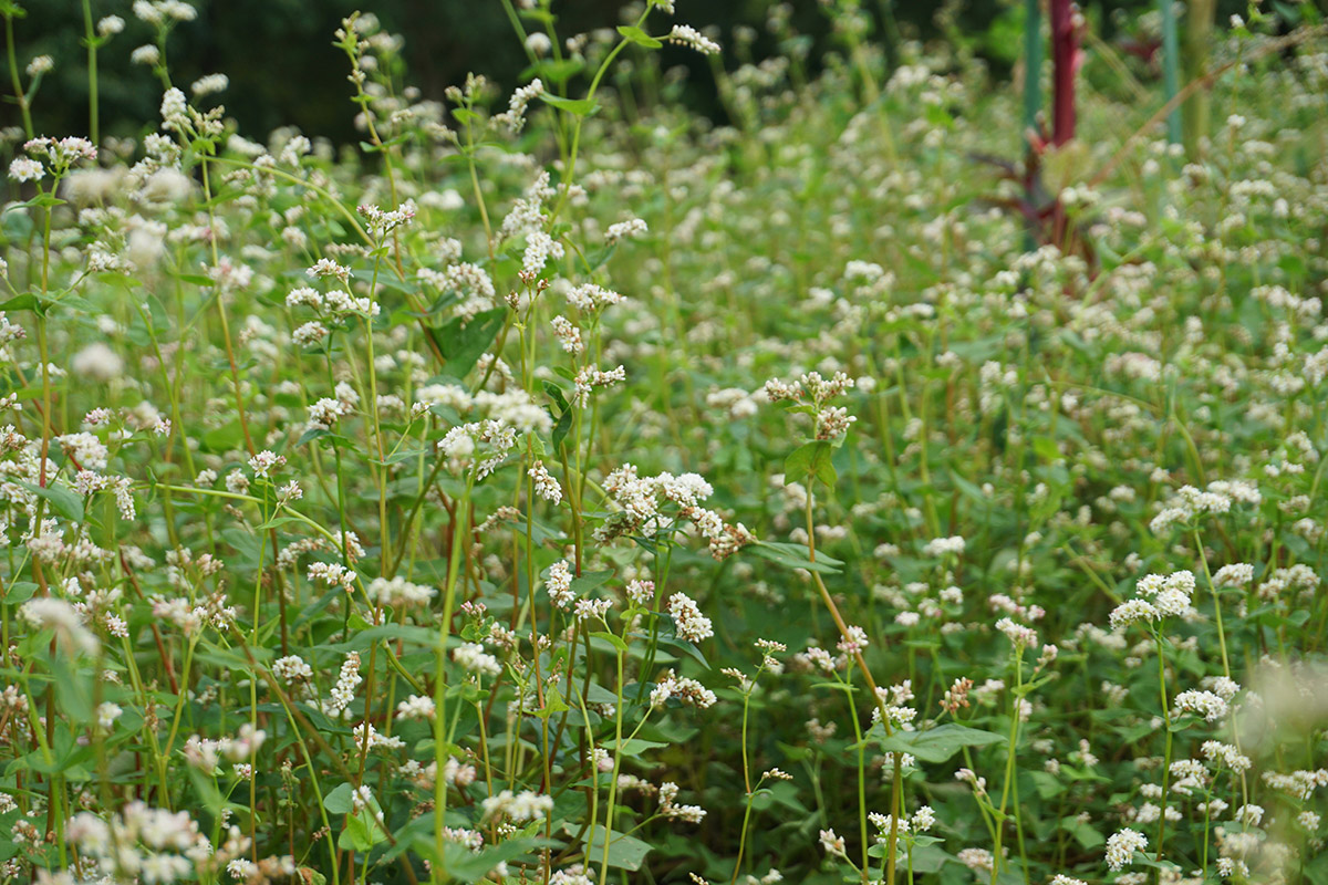 甜荞麦 (2).jpg 甜荞麦 (2).jpg