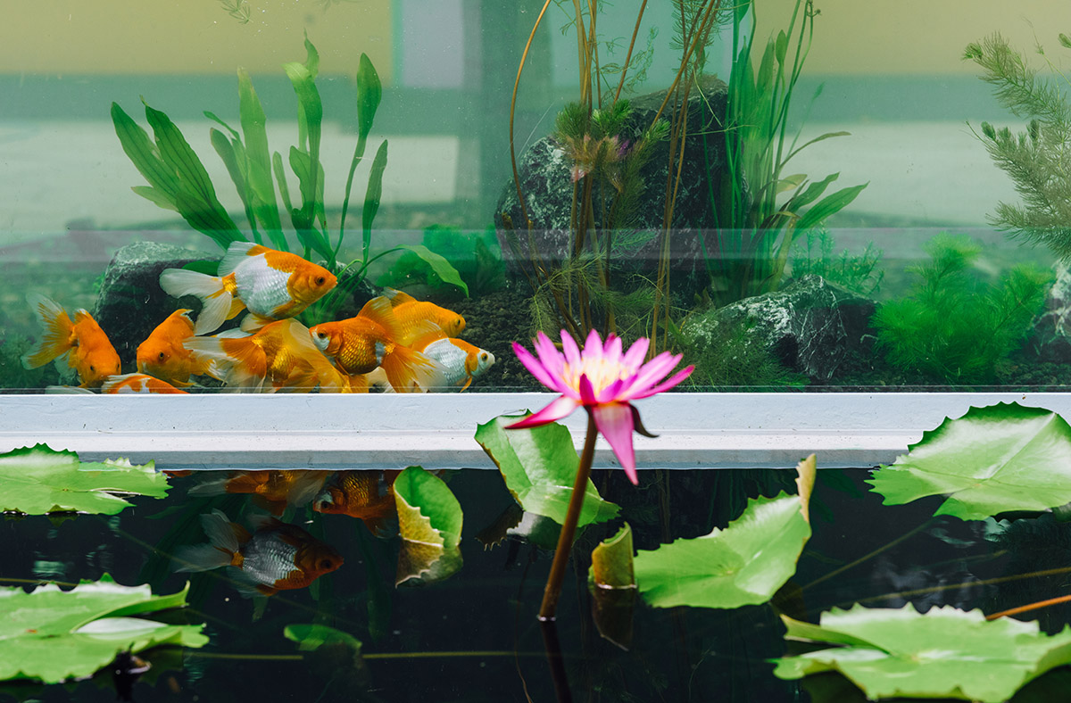 花影鱼跃 (3).jpg 花影鱼跃 (3).jpg