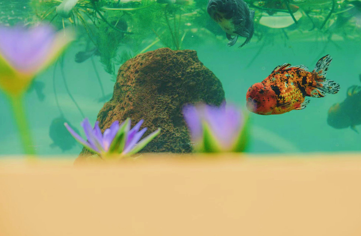 5、短尾元宝狮鱼.jpg 5、短尾元宝狮鱼.jpg