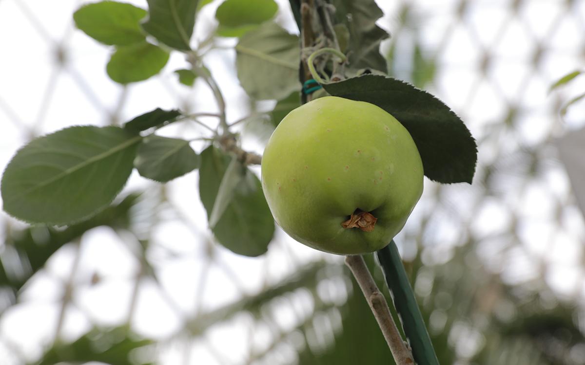 牛顿苹果树在辰山结果 2.jpg 牛顿苹果树在辰山结果 2.jpg