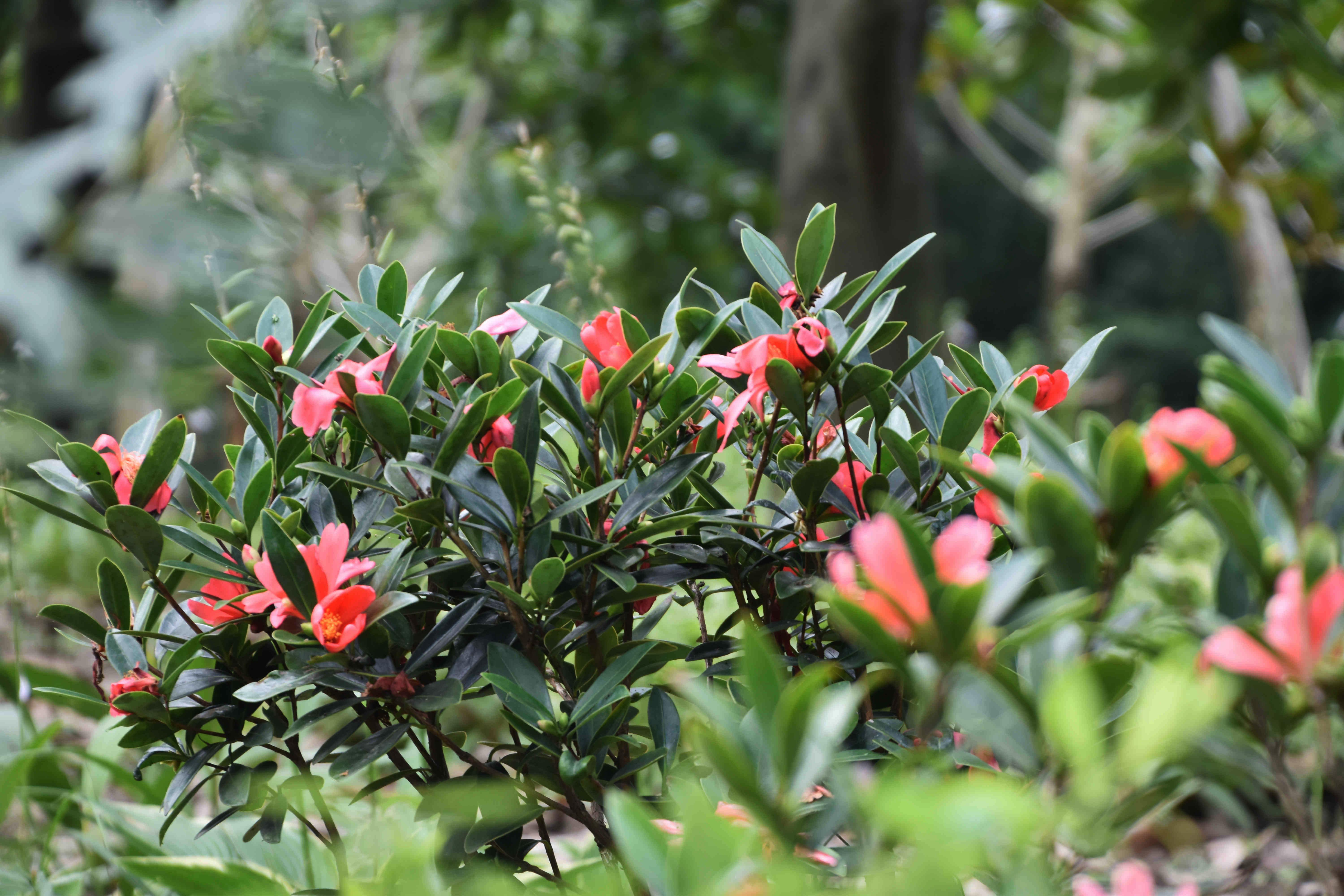 植物界大熊猫杜鹃山茶盛放共青森林公园