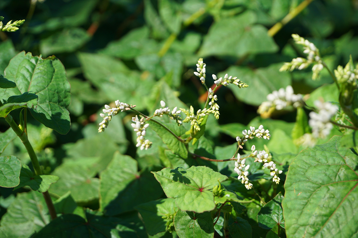 金荞麦 (1).jpg 金荞麦 (1).jpg