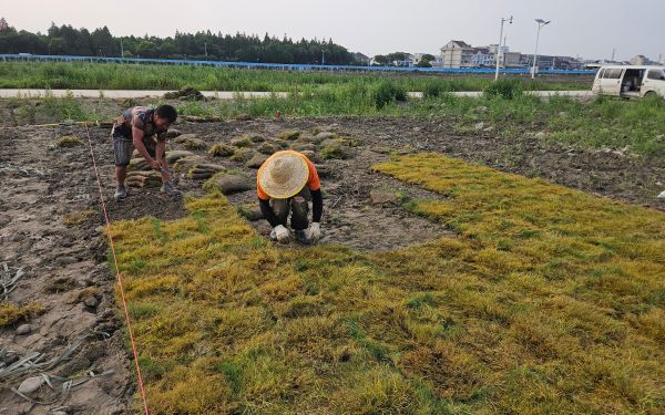 上海市园科院建成耐盐草本野...