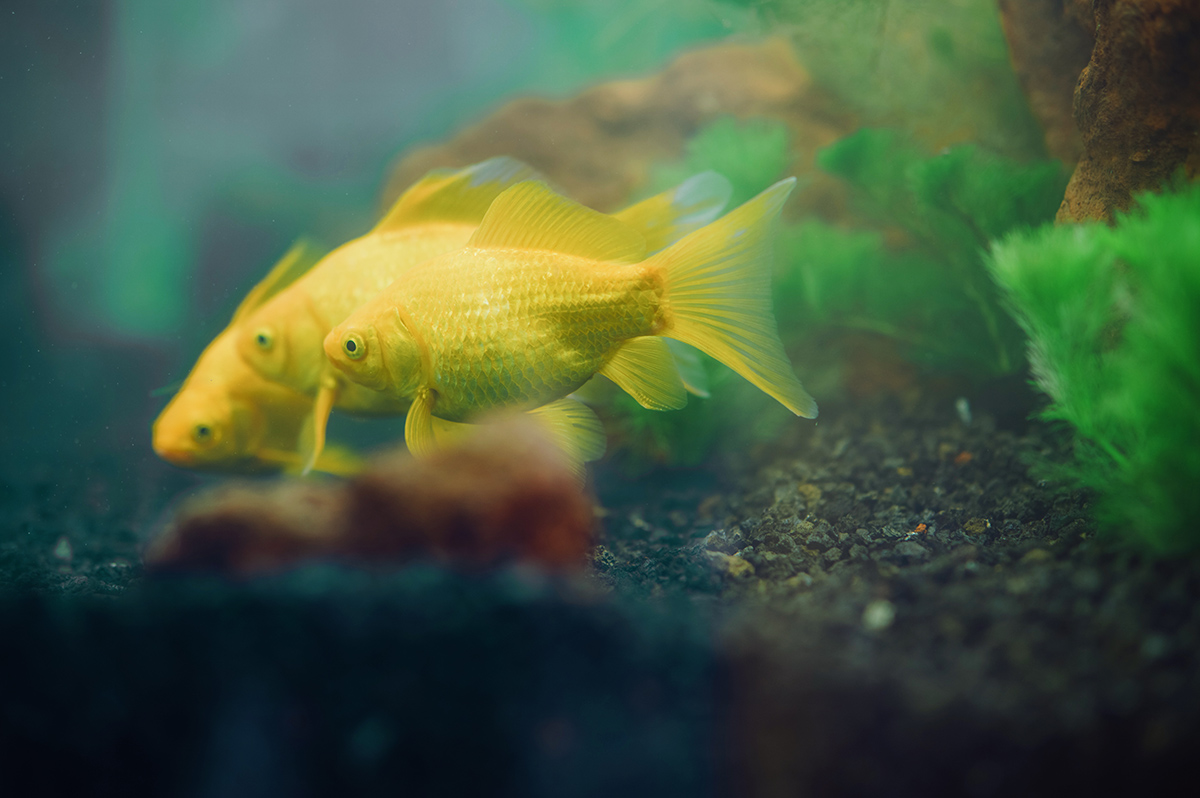 2、柠檬草金鱼.jpg 2、柠檬草金鱼.jpg