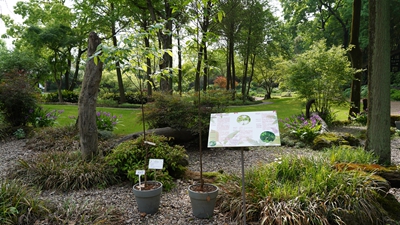 湖南省森林植物园长果安息香3.jpg 湖南省森林植物园长果安息香3.jpg