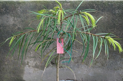 湖南森林植物园长叶榧树.jpg 湖南森林植物园长叶榧树.jpg