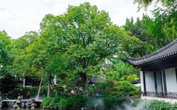 绿化指导站开展绿色“国宝”...
