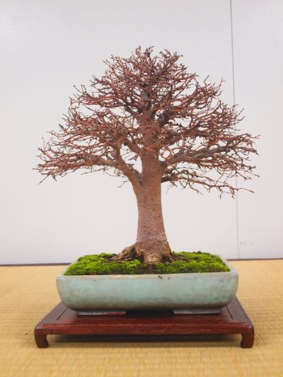 榉树，高23cm（2019日本秋雅展）.jpg