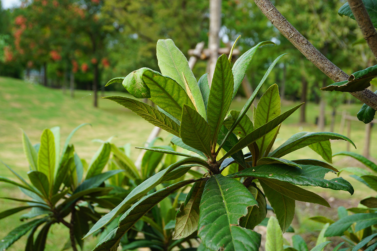 6、枇杷.jpg 6、枇杷.jpg