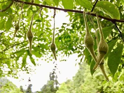 湖南省森林植物园长果安息香1.jpg 湖南省森林植物园长果安息香1.jpg