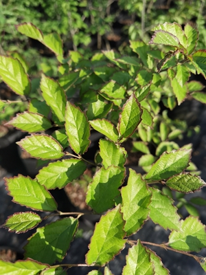 宁波植物园银缕梅1.jpg 宁波植物园银缕梅1.jpg