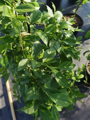 宁波植物园狭果秤锤树2.jpg 宁波植物园狭果秤锤树2.jpg