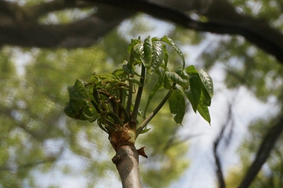 湖南森林植物园中华五加.jpg 湖南森林植物园中华五加.jpg