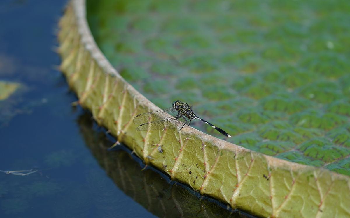 王莲 蜻蜓.jpg 王莲 蜻蜓.jpg