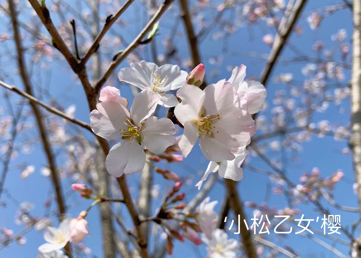 其实同期的樱花园内还有几十种早樱,中樱各安其美,舒展着最优雅的身姿