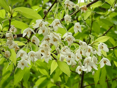 湖南省森林植物园长果安息香2.jpg 湖南省森林植物园长果安息香2.jpg