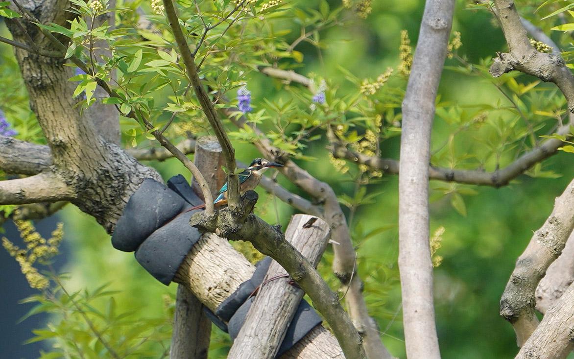 翠鸟 小溪.jpg 翠鸟 小溪.jpg