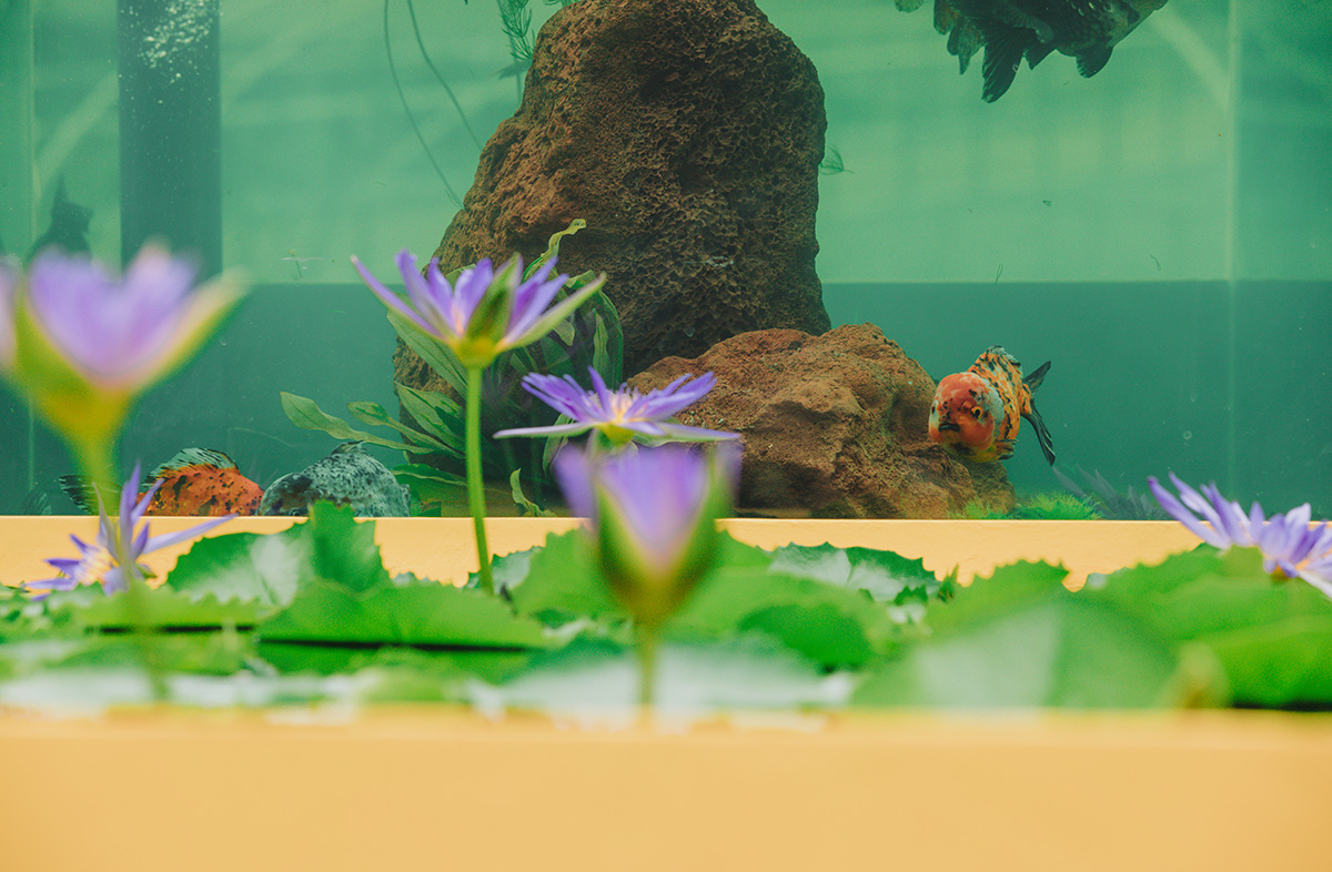 花影鱼跃 (1).jpg 花影鱼跃 (1).jpg