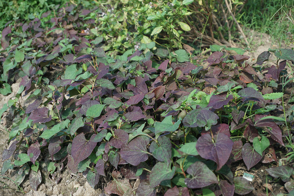 5、鱼腥草.jpg 5、鱼腥草.jpg