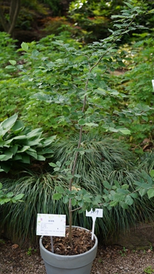 宁波植物园银缕梅2.jpg 宁波植物园银缕梅2.jpg