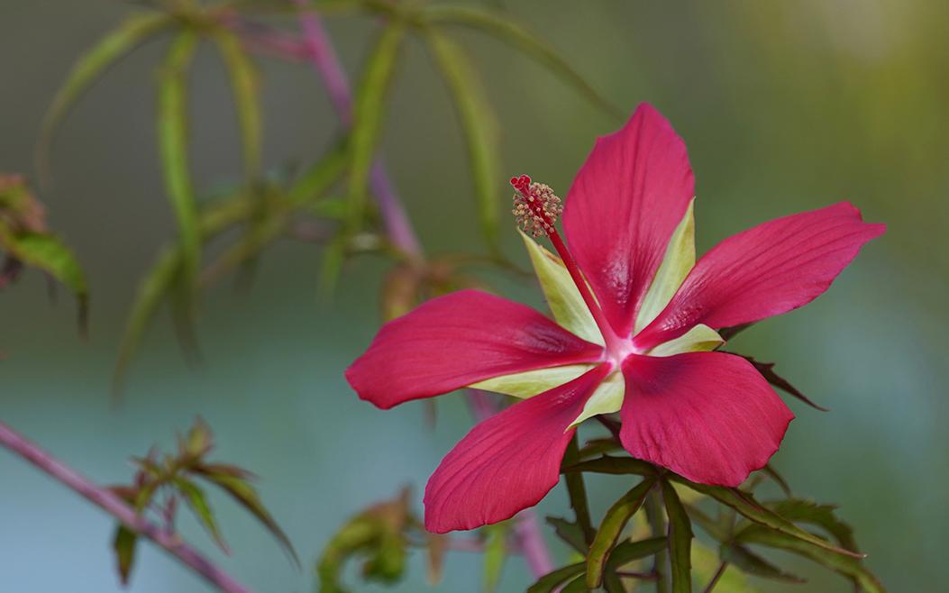 槭葵.jpg 槭葵.jpg