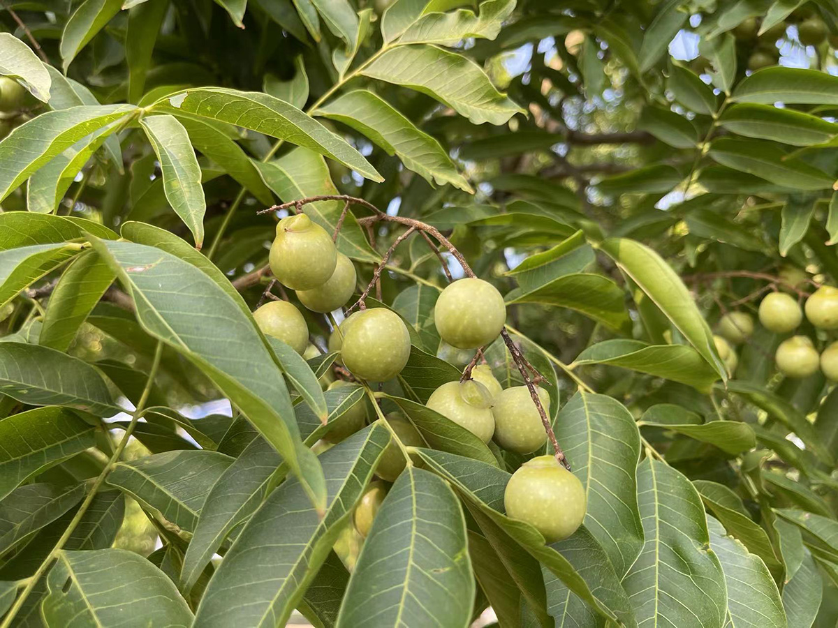 辰山植物园无患子挂果满树硕果喜人