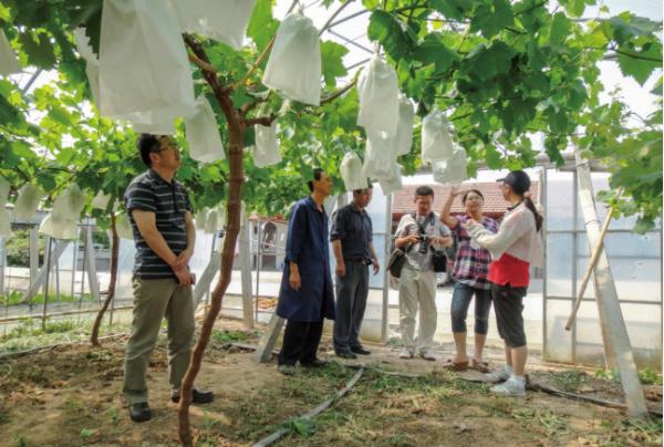 林业站技术人员指导果农葡萄生产栽培.jpg