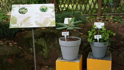 江西庐山植物园.jpg 江西庐山植物园.jpg
