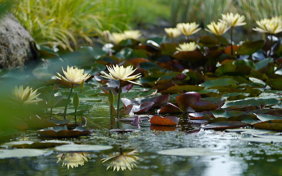 睡莲 3.jpg 睡莲 3.jpg