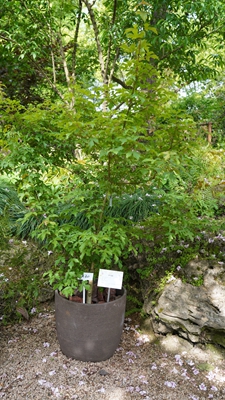 庙台槭1.jpg 庙台槭1.jpg