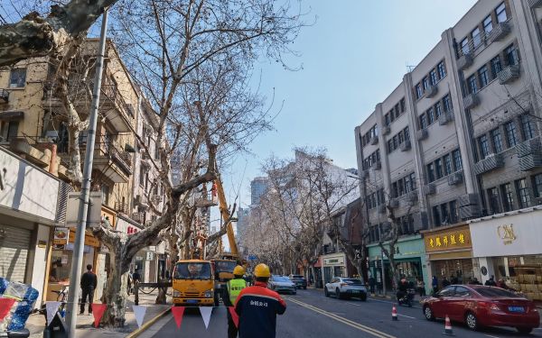 全市行道树冬休修剪进入收尾...