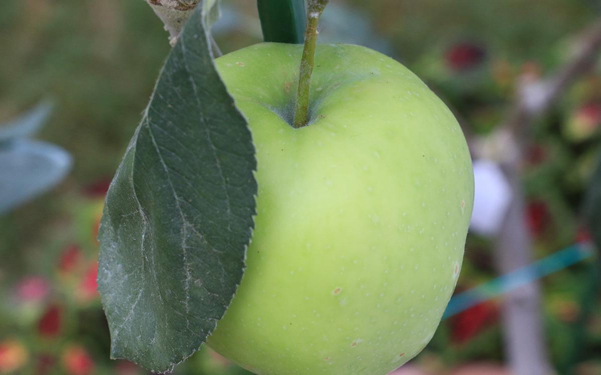 牛顿苹果树在辰山结果.jpg 牛顿苹果树在辰山结果.jpg