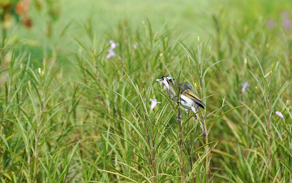 白头鹎吃翠芦莉花.jpg 白头鹎吃翠芦莉花.jpg