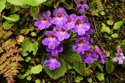 湖南省森林植物园粗筒唇柱苣苔.jpg 湖南省森林植物园粗筒唇柱苣苔.jpg