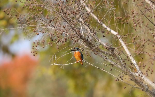 普通翠鸟.jpg 普通翠鸟.jpg